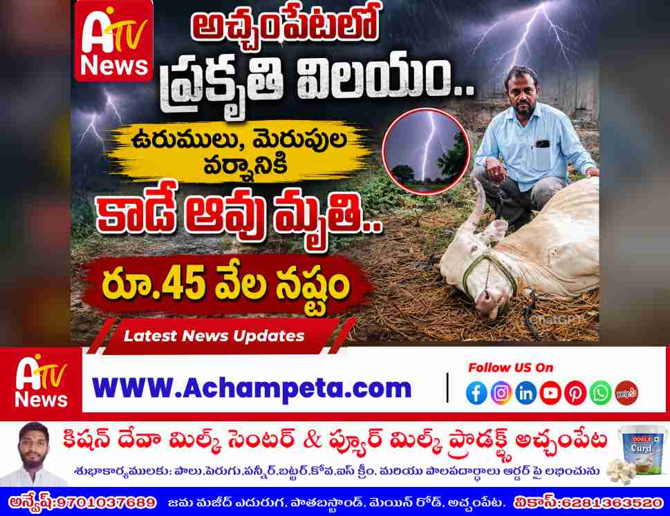 Heartbreaking scene of a deceased agricultural cow belonging to farmer Baddela Sagar after last night's severe thunderstorms in Achampet.