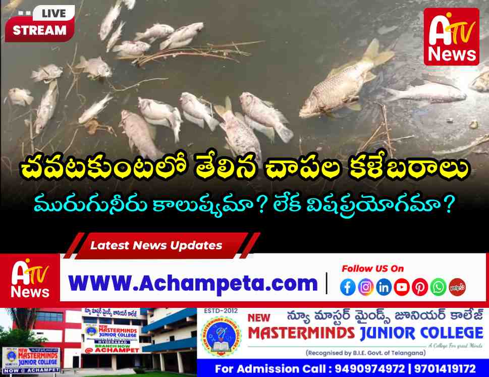 Dead fish floating on the contaminated water of Chavata Kunta pond in Achampet mandal.