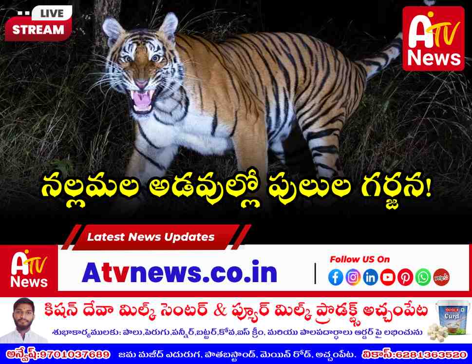 అమ్రాబాద్ టైగర్ రిజర్వ్‌లో పులుల సంఖ్య పెంపు - నాగర్ కర్నూల్ వార్తలు