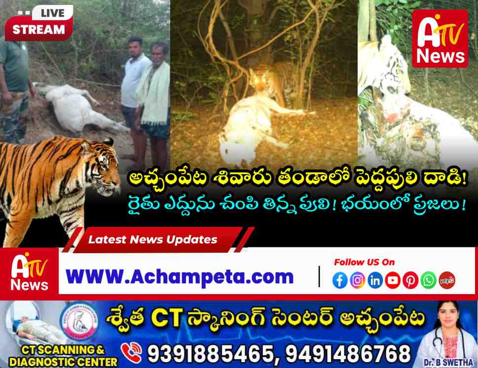 Agricultural fields in Achampet where a tiger attacked cattle, causing fear among local farmers.